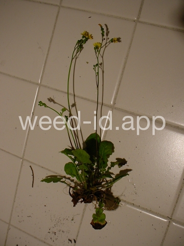hawksbeard, Asiatic